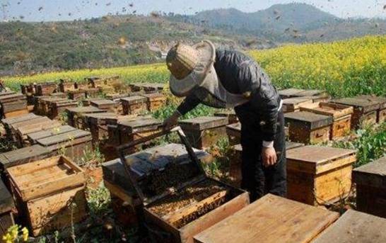 详细了解2018养蜂新政策 5个要点加强扶植养蜂行业[图片]
