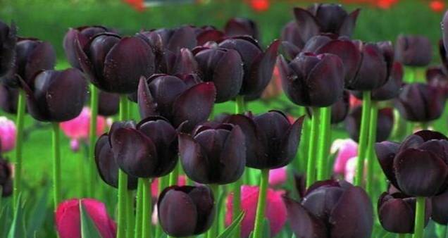 黑色的花有哪些