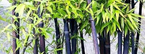 紫竹的养殖方法和注意事项[图片]