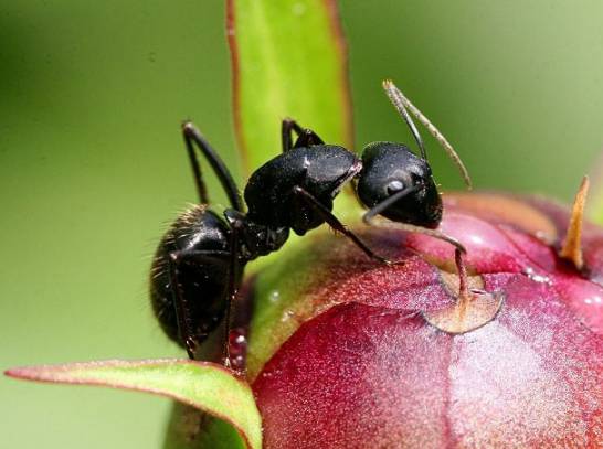 花盆里有蚂蚁怎么办 三招帮您搞定