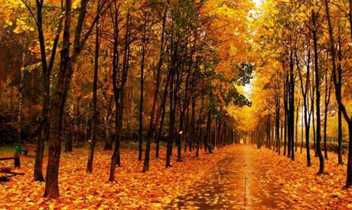 秋天树叶为什么变黄 秋天树叶叶绿素被分解而变黄