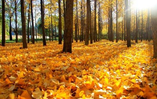 秋天树叶变黄的原因 秋天到来叶绿素被分解