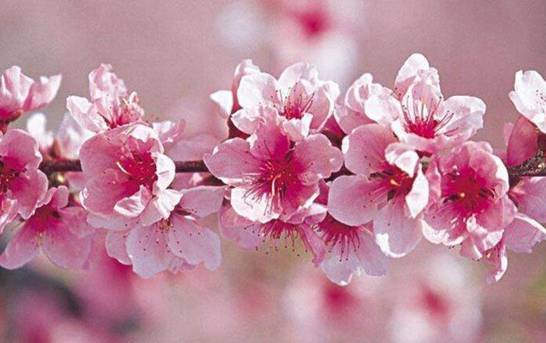 春天有什么花开 论述10种最美花卉