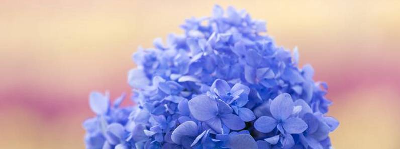 蓝色绣球花的寓意