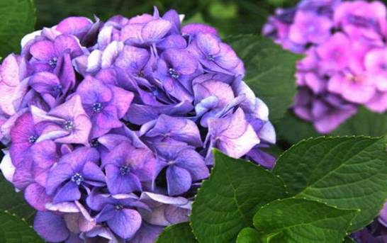 紫绣球花的花语是什么 团聚永恒和残酷的爱