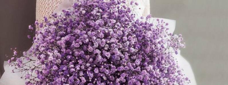 紫色满天星花语