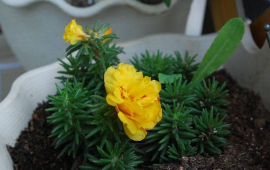 重瓣太阳花怎么繁殖 重瓣花后不结籽常用扦插分株繁殖