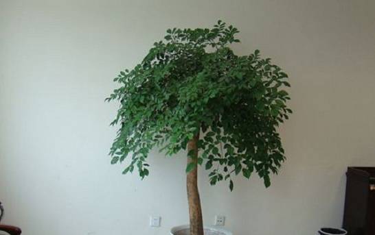 幸福树可以在室内养殖吗 可以在室内养护 但是需要一定光照