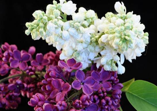 丁香花有多少种颜色 白色、紫色、紫红及蓝紫色[图片]
