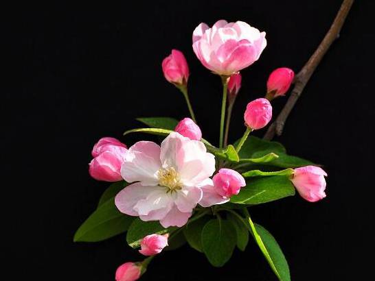 海棠花什么时候开 农历3月到5月/一年只开一次花