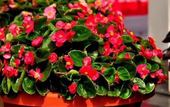 海棠花品种大全大图 盘点十种最漂亮的海棠品种