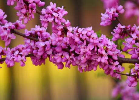 紫荆花的花语 亲情 和睦 家业兴旺