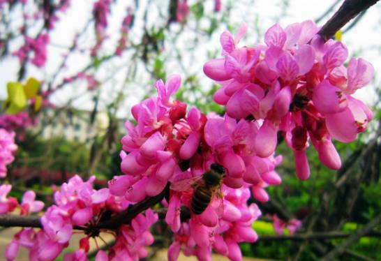 紫荆花期 花期3～4月[图片]