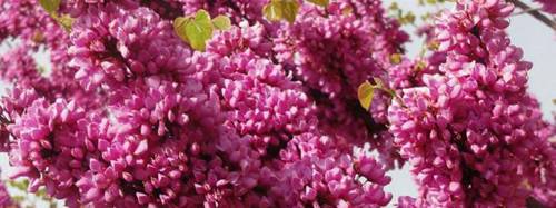 紫荆冬天能开花吗 怎么过冬