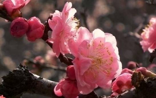 梅花在户外越冬的品种 粉红梅美人梅可安全越冬