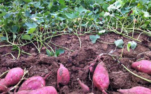 红薯的栽培技术 从选种到采收 每一步都详细跟您介绍