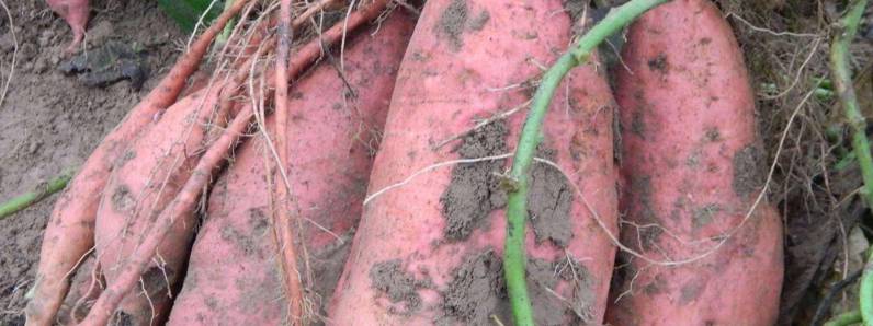 西瓜红红薯生长特性