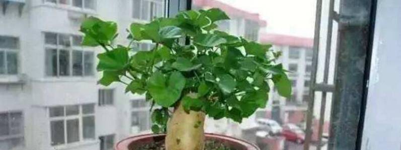 红薯发芽怎么种成盆栽[图片]