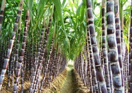 甘蔗种植技术 适种于冬夏温差大的地方