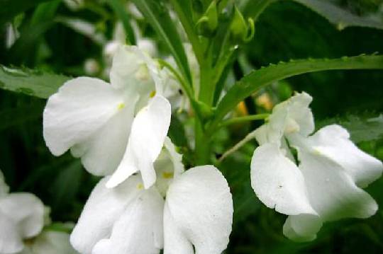 凤仙花的种植方法 凤仙花的栽培方法