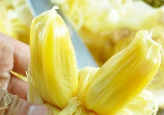 菠萝蜜的繁殖方法  3种方法繁殖美味的菠萝蜜