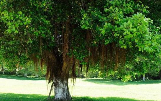 菩提树是什么树 多数为桑科类的常绿树种