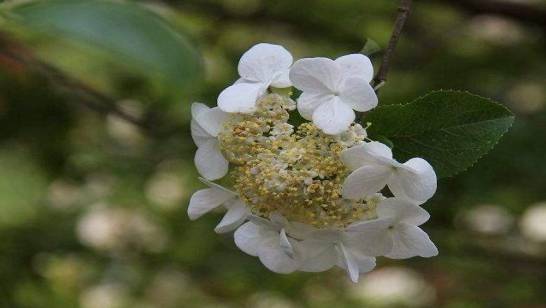 琼花的病虫害防治 白粉病需剪枝通风养护