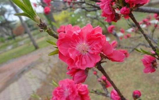 七寸桃花换盆时间 春季4～5月或秋季9～10月