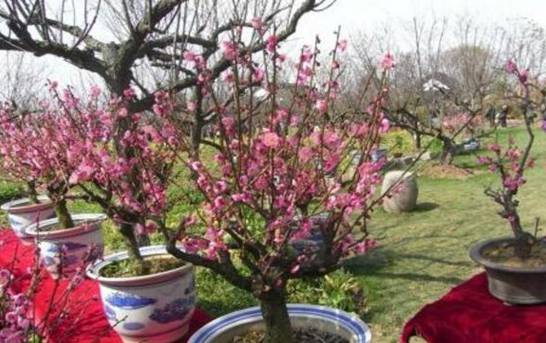 桃花盛开是什么季节 花期在春季3～4月