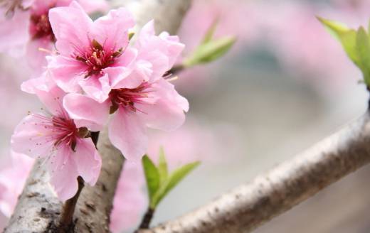 桃花花期 大约在3～4月
