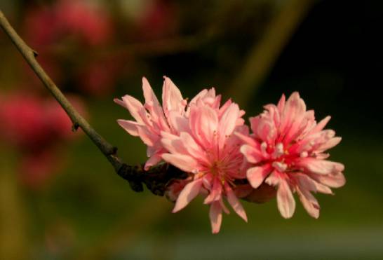 菊花桃如何栽培 喜阳光充足、通风良好的环境[图片]