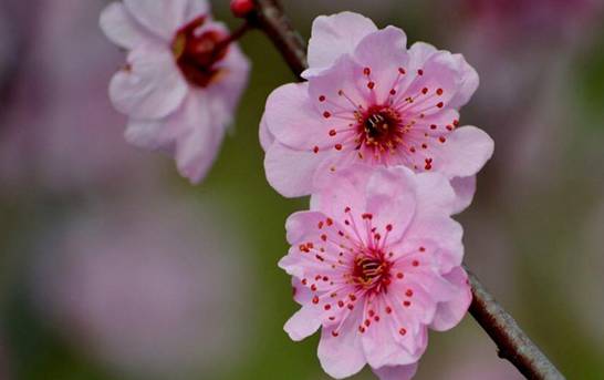 桃花是什么季节开的 春季时节3～4月开
