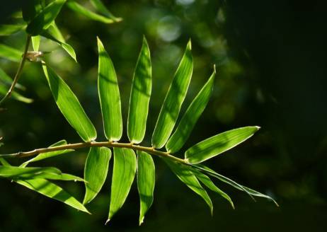 凤尾竹的作用 净化空气|美化环境