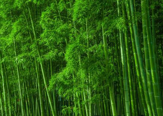 凤尾竹多久浇一次水 春夏季一天1～2次或两天一次