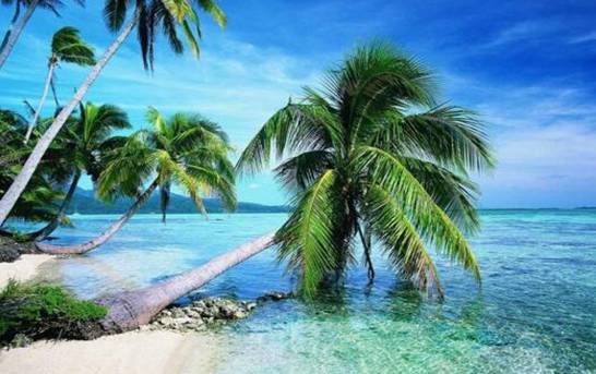 椰子传播种子的方法 主要依靠海水传播