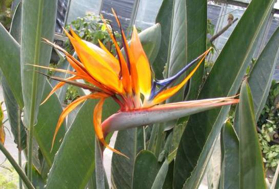 鹤望兰名字的由来 花朵酷似仙鹤头部而得名