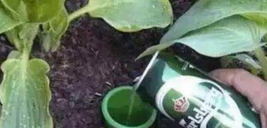 用啤酒浇绿萝怎么配比 啤酒喷绿萝的注意事项
