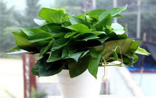 室内放什么植物可以净化空气 盘点十大强力净化空气的植物