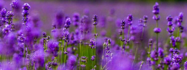 紫色薰衣草的花语