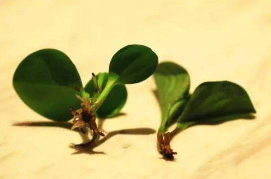豆瓣绿怎么水培生根快 豆瓣绿快速生根的水培与养护技巧[图片]