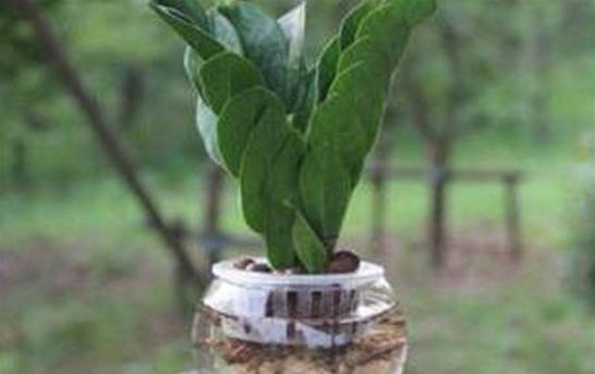 金钱树扦插水培方法 摘枝浸泡水插生根