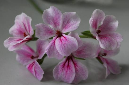 天竺葵花为什么会变色 天竺葵的花色可随土壤的pH值的改变而改变