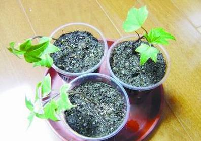 常春藤繁殖 茎蔓容易生根