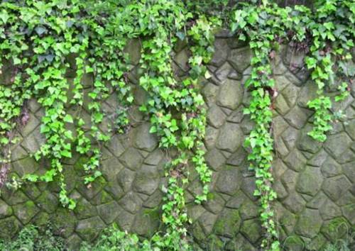 常春藤能爬墙吗