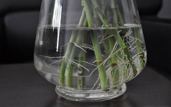 富贵竹怎么水养 平滑的斜切口有利于吸收水分和养分[图片]