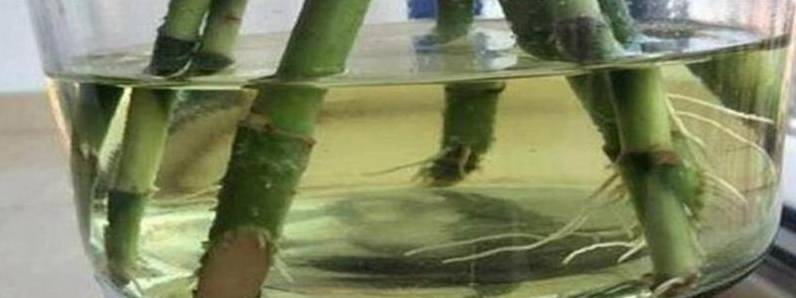 富贵竹的水培方法