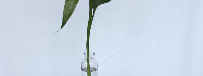 水培富贵竹的养殖方法及注意事项[图片]