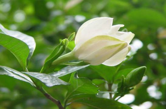 盆栽栀子花的养殖方法和注意事项 6个步骤教你养出美丽的栀子花[图片]