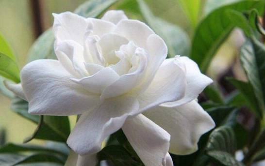 十大最香的花 盘点10种最香最美花卉