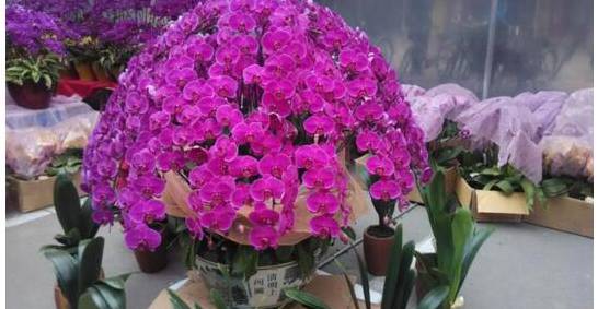 蝴蝶兰花怎么养 六种方法教你养出漂亮的兰花